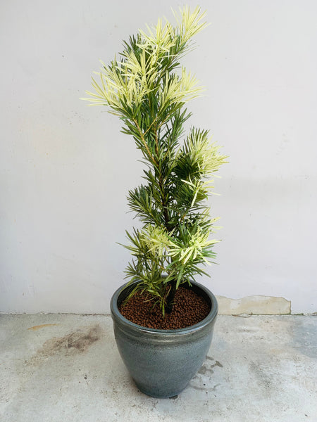 Podocarpus Pine Variegata (1 m) in Glazed Ceramic Pot