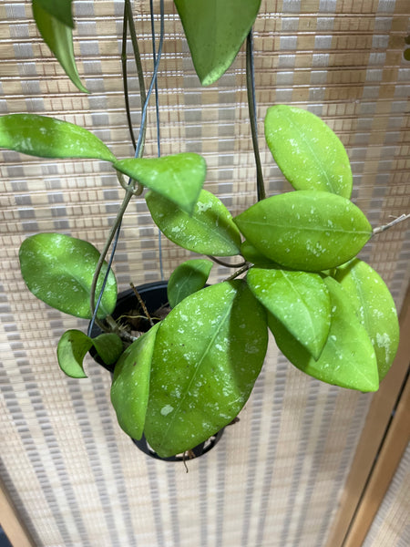 Hoya erythrostemma 'splash' (s)