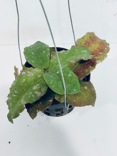 Hoya undulata