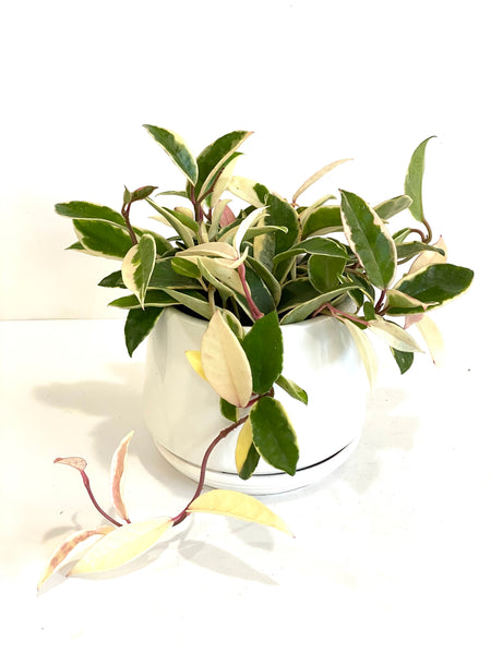 Hoya carnosa krimson queen (Big; 14cm plastic pot)
