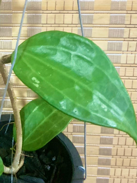 Hoya macrophylla (s)