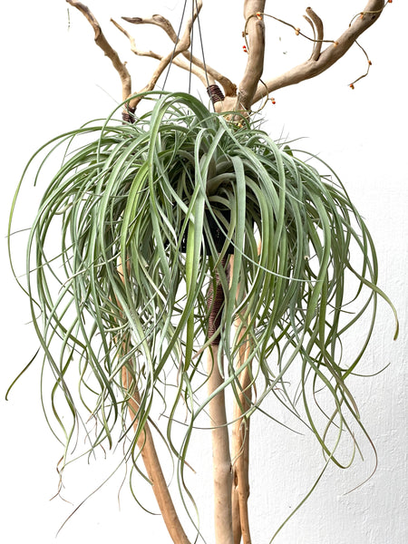 Tillandsia capitata peach