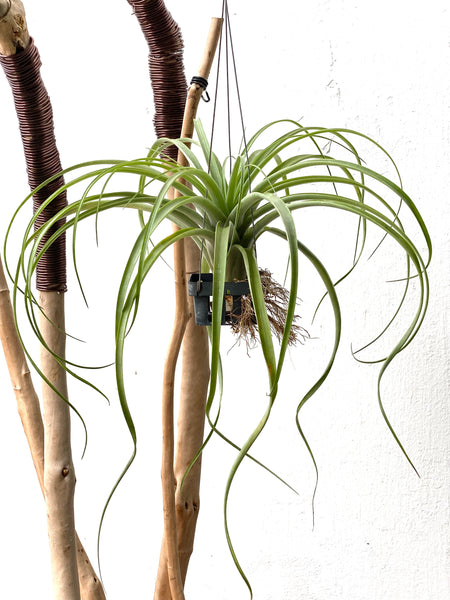 Tillandsia capitata x maya red