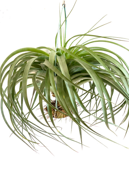 Tillandsia Branchy Selecta giant form