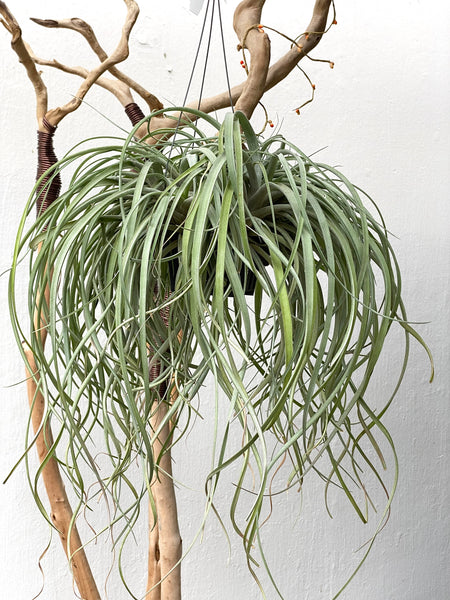 Tillandsia capitata peach