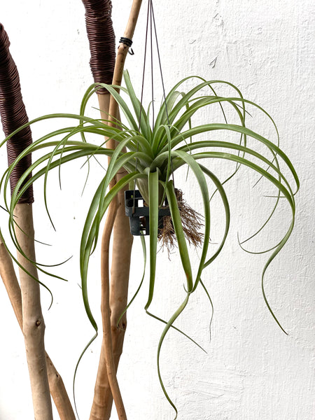 Tillandsia capitata x maya red
