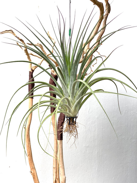 Tillandsia caput x paucifolia
