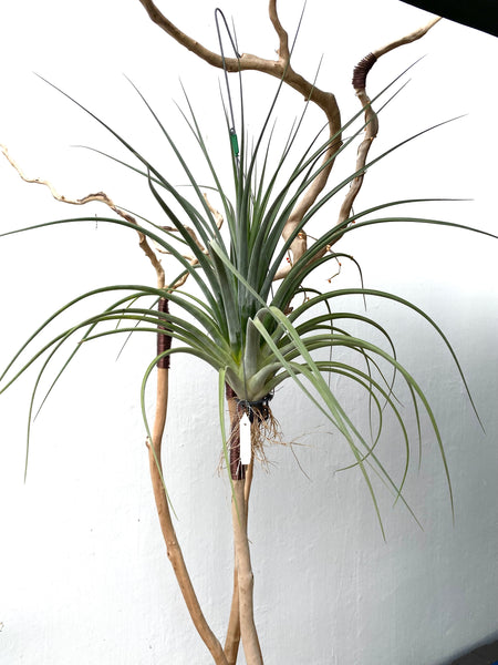 Tillandsia caput x paucifolia