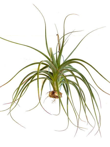 Tillandsia Concolor x Pausifolia