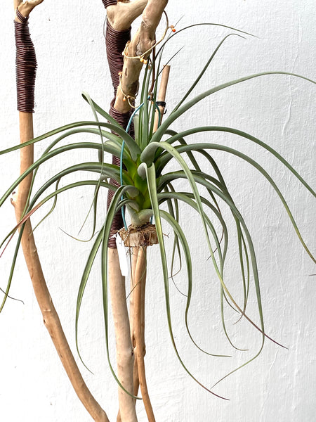 Tillandsia concolor x pausifolia