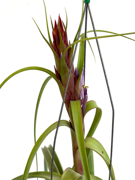Tillandsia Red Fountain