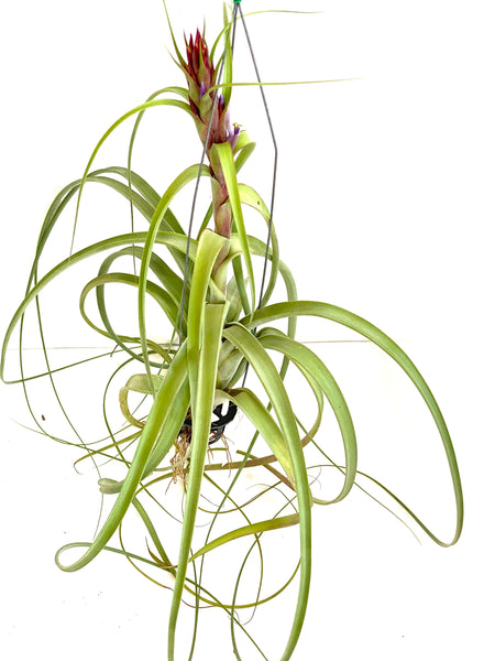 Tillandsia Red Fountain