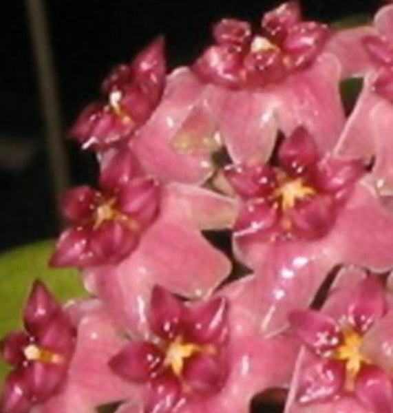 Hoya tomataensis
