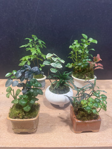 Mini Kusamono Workshops on 7th July (1pm - 2pm) @ SGF2026 X Planters Market (Stage Area)
