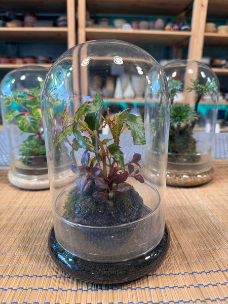 A Living Garden of Love — Mother’s Day Wabikusa Terrarium Workshop on 3rd May 2026 (10am - 11.30am)