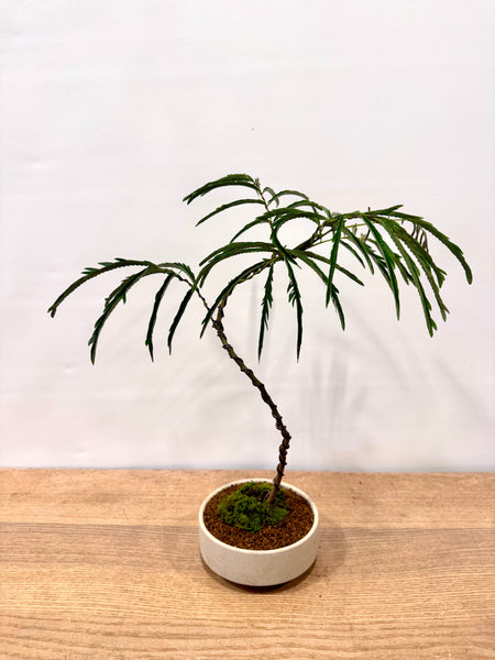 Indoor Bonsai Workshop on 8th Mar 9am. Sunday. (9am-11am)