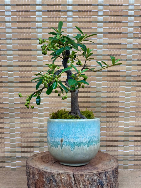 Pyracantha (Firethorn) Shohin Bonsai — 「诗情画意」 | you.clayart Edition (PYRASHO-YCA-SQ01/10)
