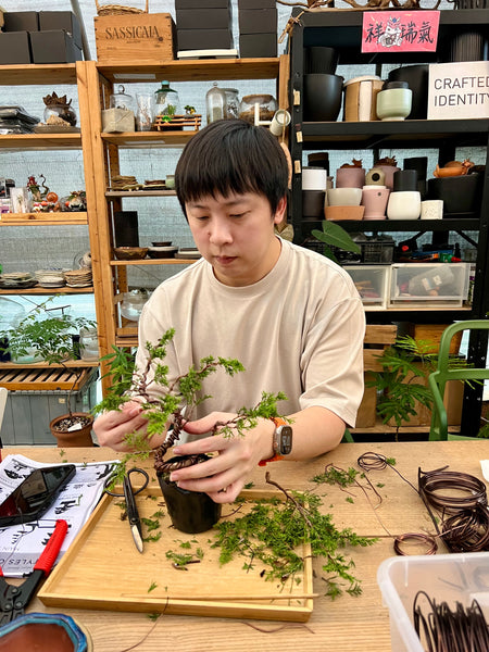 Chose your own date Shohin Bonsai (Shimpaku/Juniper/Black Pine) Workshop