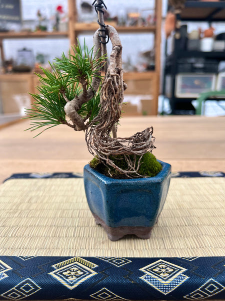 Japanese Mame Pinus parviflora on Literati and raised roots style