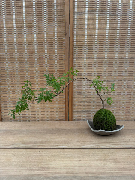 Signature Kokedama Workshop 13th September 2025 (Saturday 3pm-4.45pm)
