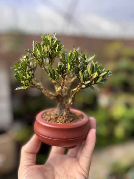 Bonsai Staycation, Maintenance & Repotting Services