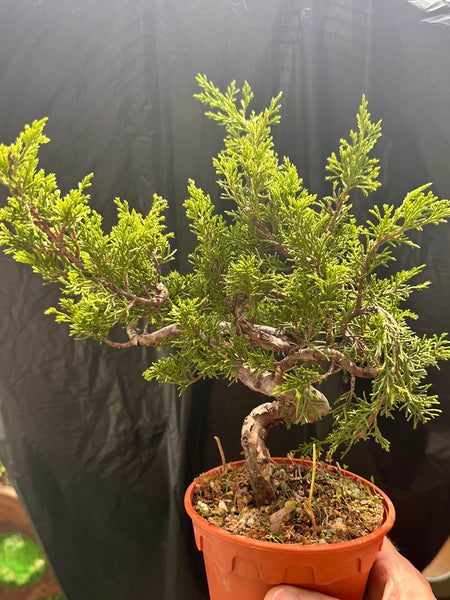 repotting juniper bonsai tree Bonsai Staycation, Maintenance & Repotting Services – Crafted Identity