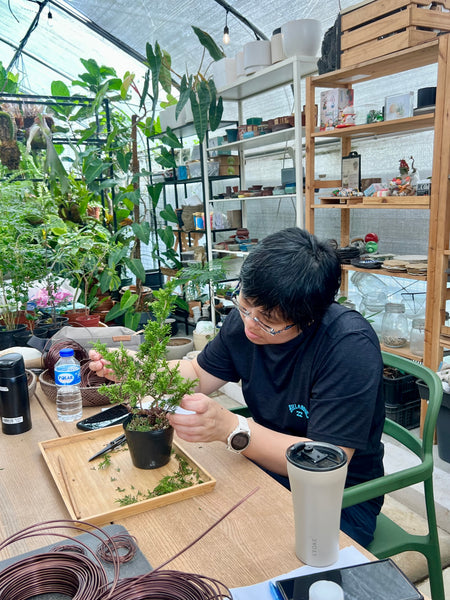 Chose your own date Shohin Bonsai (Shimpaku/Juniper/Black Pine) Workshop