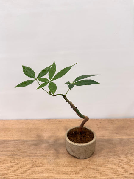 Indoor Bonsai Workshop on 8th Mar 9am. Sunday. (9am-11am)