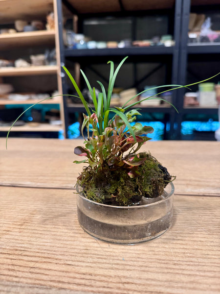 Free Mini Bonsai and Wabikusa Terrarium  Workshops at Arts@JLG: heART x Gardeners’ Day Out 2026