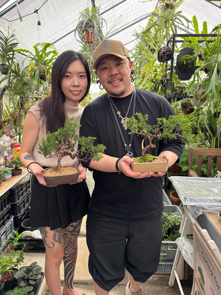 Chose your own date Shohin Bonsai (Shimpaku/Juniper/Black Pine) Workshop