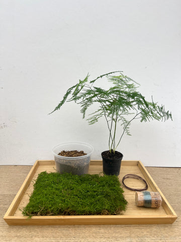 Asparagus Fern Kokedama DIY Kit