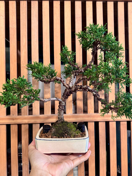 Bonsai Staycation, Maintenance & Repotting Services