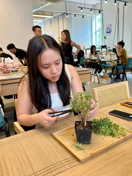 Mini Bonsai Prune and Shape Workshop @ Boutiques Singapore on 21st & 23rd Mar 2025