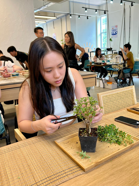 Mini Bonsai Prune and Shape Workshop @ Boutique Fairs on Friday 26th April 2024