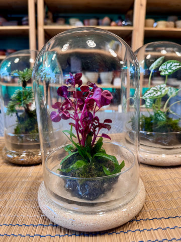 A Living Garden of Love — Mother’s Day Wabikusa Terrarium Workshop on 3rd May 2026 (10am - 11.30am)