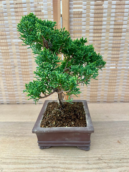 Shohin Shimpaku on purple clay bonsai pot.