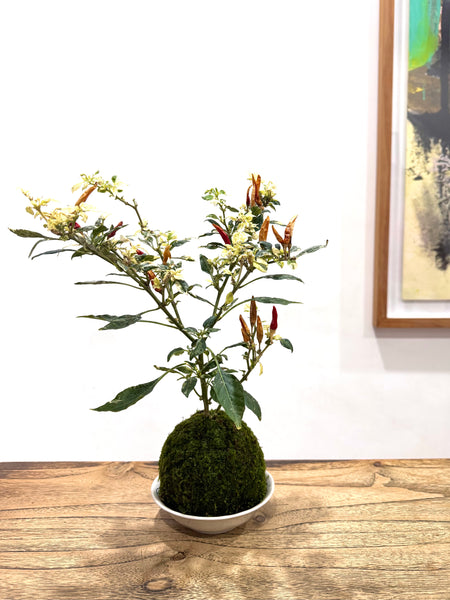 Edible Kokedama Workshop – A Living, Edible Artform at Npark GDO 7th Feb 2026 (12pm & 1.30pm)
