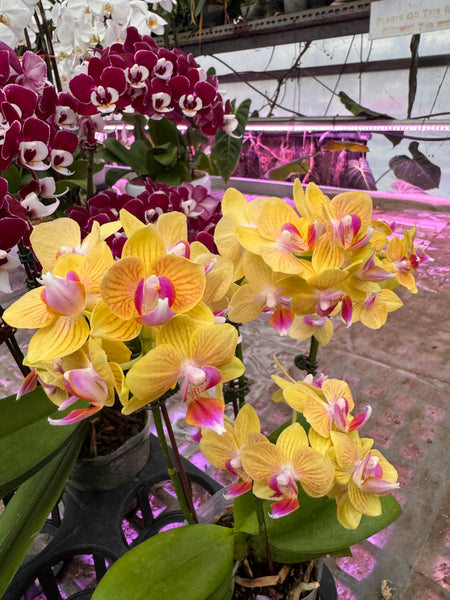 Orchid Legacies Kokedama Workshop : Crafting Singapore’s Living Heritage through Kokedama Art (Group Booking Only)