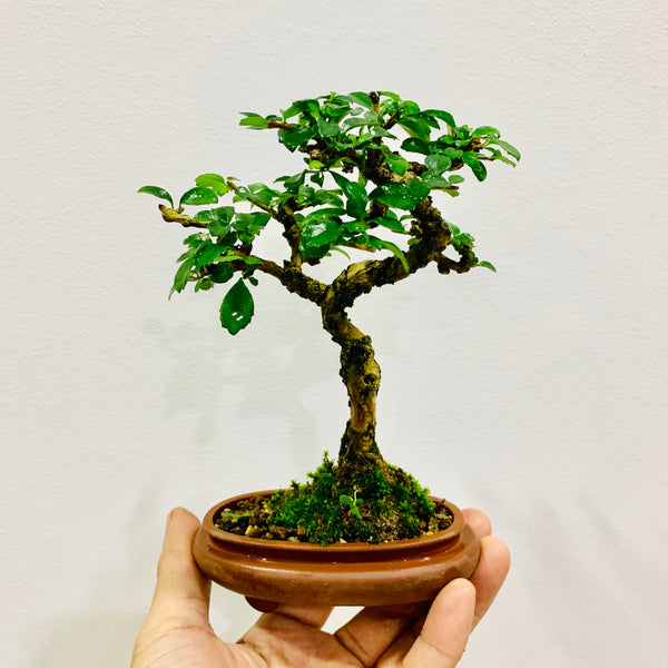 SG Culture Eligible Event - Bonsai Traditions in Singapore A Living Heritage Workshop (18th & 25th Oct 2025, Saturday 9.30 am  - 12 pm and 3.30 pm - 6pm; 4 available time slots)