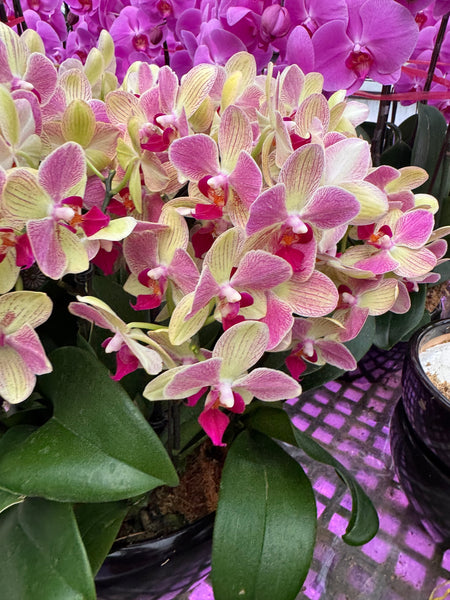 Orchid Legacies Kokedama Workshop : Crafting Singapore’s Living Heritage through Kokedama Art (Group Booking Only)