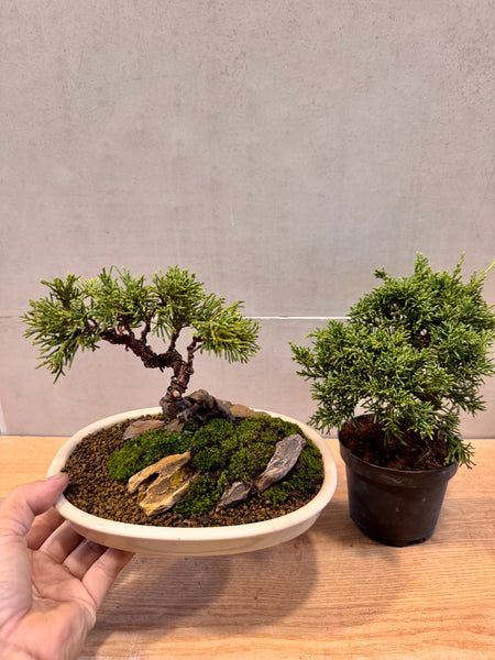 Juniper Bonsai & Moss Garden Workshop - Saturday, 13th Sep 2025 (9.30am - 12pm)