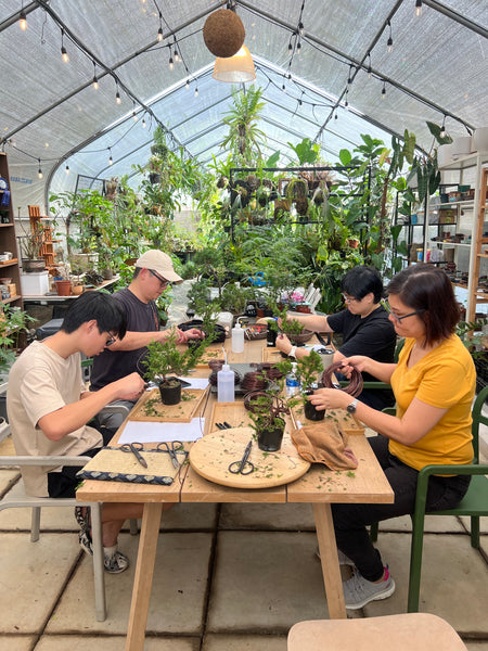 Chose your own date Shohin Bonsai (Shimpaku/Juniper/Black Pine) Workshop