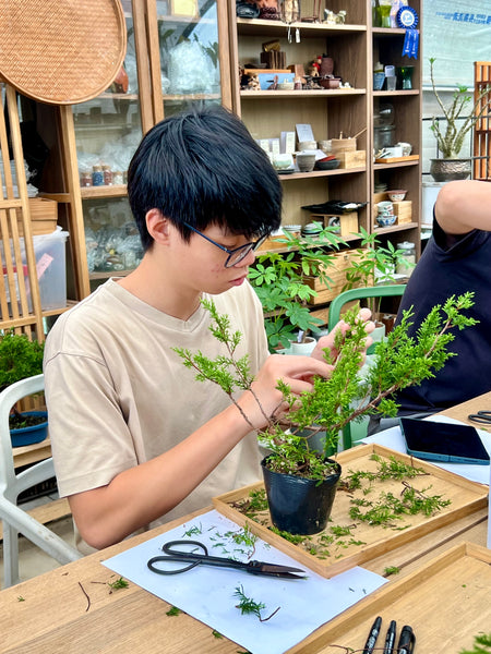 Chose your own date Shohin Bonsai (Shimpaku/Juniper/Black Pine) Workshop