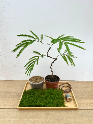 Everfresh Tree (Crafted) Kokedama DIY Kit