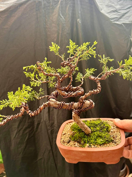 Bonsai Staycation, Maintenance & Repotting Services