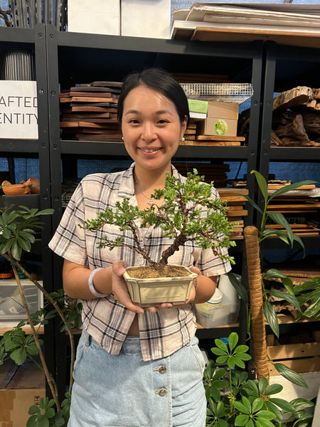 Chose your own date Shohin Bonsai (Shimpaku/Juniper/Black Pine) Workshop