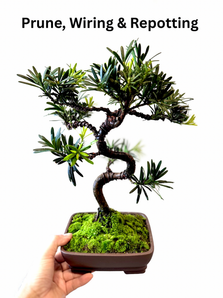 Bonsai Staycation, Maintenance & Repotting Services
