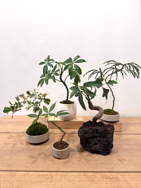 Indoor Bonsai Workshop on 8th Mar 9am. Sunday. (9am-11am)