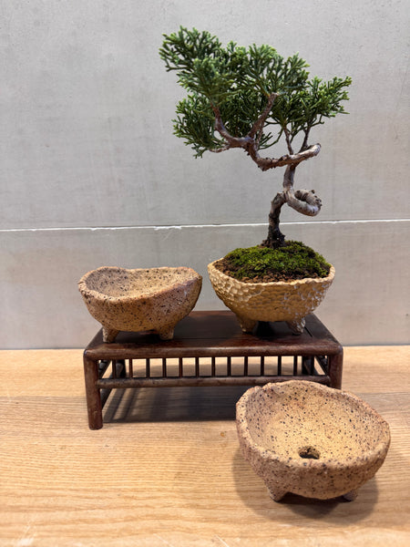 Juniper Bonsai & Moss Garden Workshop - Saturday, 13th Sep 2025 (9.30am - 12pm)