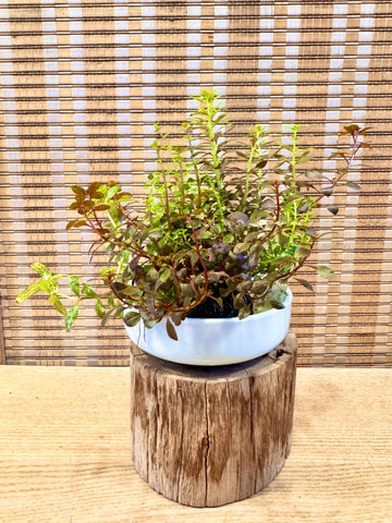 Wabikusa Terrarium Workshop @ Boutiques Singapore on 16th May 2026 (1pm - 2.30pm)